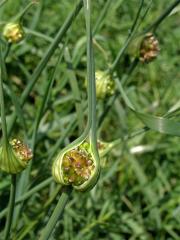 Česnek planý (Allium oleraceum L.)