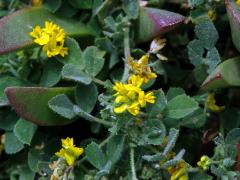 Tolice okrouhloplodá (Medicago orbicularis (L.) Bartal.)     