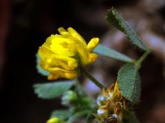 Tolice okrouhloplodá (Medicago orbicularis (L.) Bartal.)