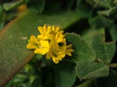 Tolice okrouhloplodá (Medicago orbicularis (L.) Bartal.)