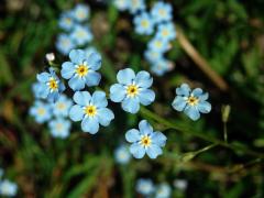 Pomněnka bahenní (Myosotis palustris (L.) L.)