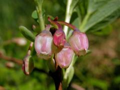 Brusnice vlochyně - Vlochyně bahenní  (Vaccinia uliginosum L.)