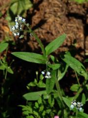 Pomněnka rolní (Myosotis arvensis (l.) Hill)