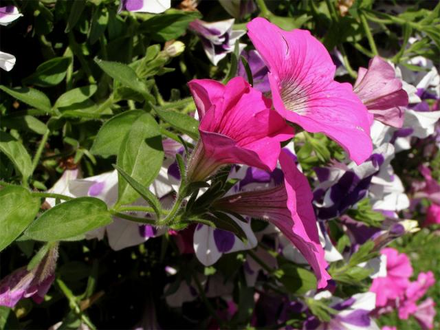 Petunie zahradní (Petunia x atkinsiana D. Don)