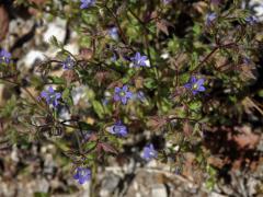 Zvonek (Campanula erinus L.)