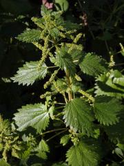 Kopřiva vrtkavá (Urtica dubia Forssk.)