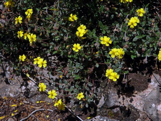 Devaterník penízkovitý (Helianthemum nummularium (L.) Mill.)