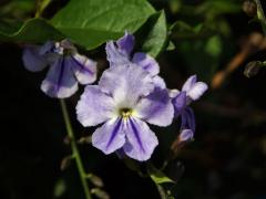 Duranta vzpřímená (Duranta erecta L.)