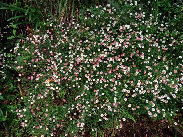 Turan Karvinského (Erigeron karvinskianus DC.)