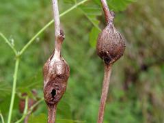 Hálky bejlomorky malinové (Lasioptera rubi)