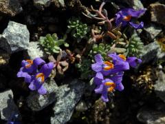 Lnice alpská (Linaria alpina (L). Mill.)