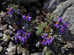 Lnice alpská (Linaria alpina (L). Mill.)