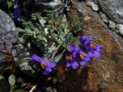 Lnice alpská (Linaria alpina (L). Mill.)