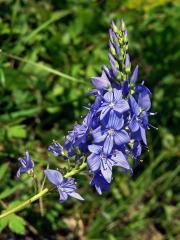 Rozrazil ožankový (Veronica teucrium L.)