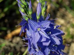 Rozrazil ožankový (Veronica teucrium L.)