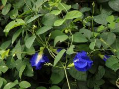 Klitorie (Clitoria L.)