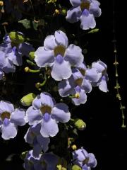 Thunbergie (Thunbergia grandiflora (Rob. ex Rottler) Roxb.)