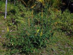 Crotalaria pallida Ait.