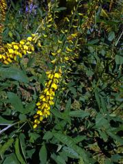 Crotalaria pallida Ait.