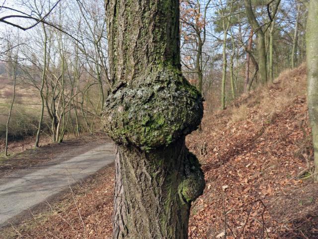 Lípa velkolistá (Tilia platyphyllos Scop.) (57) s nádorem na kmeni