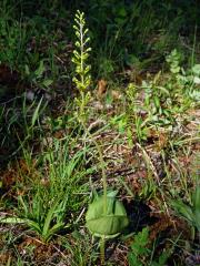 Bradáček vejčitý (Listera ovata (L.) R. Br.)