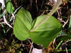 Bradáček vejčitý (Listera ovata (L.) R. Br.)