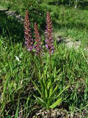 Pětiprstka žežulník (Gymnadenia conopsea (L.) R. Br.)