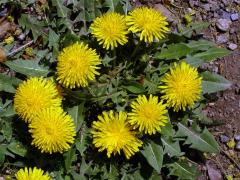 Smetánka lékařská (Taraxacum officinale L.)