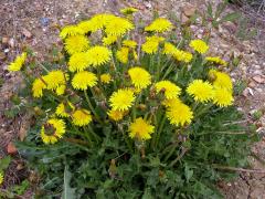 Smetánka lékařská (Taraxacum officinale L.)