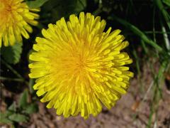 Smetánka lékařská (Taraxacum officinale L.)