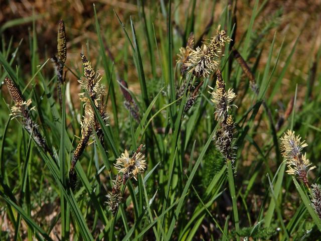 Ostřice obecná (Carex nigra (L.) Reichard)