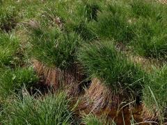 Ostřice obecná (Carex nigra (L.) Reichard)