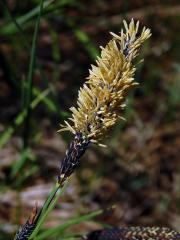 Ostřice obecná (Carex nigra (L.) Reichard)