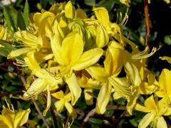 Pěnišník japonský (Rhododendron japonicum Sur.)