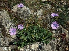 Locika vytrvalá (Lactuca perennis L.)