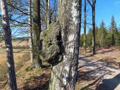 Nádor na bříze bělokoré (Betula pendula Roth) (20d)