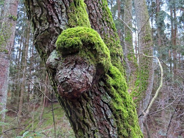 Tumor na olši lepkavé (Alnus glutinosa (L.) Gaertn.) (39)