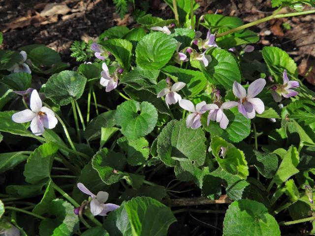 Violka vonná (Viola odorata L.) se světlými květy
