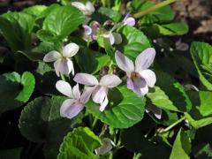 Violka vonná (Viola odorata L.) se světlými květy