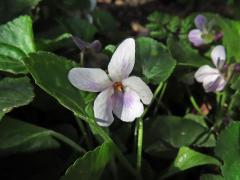 Violka vonná (Viola odorata L.) se světlými květy