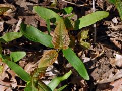 Javor klen (Acer pseudoplatanus L.)