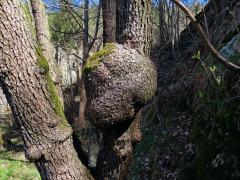 Tumor na olši lepkavé (Alnus glutinosa (L.) Gaertn.) (40a)