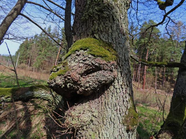 Tumor na olši lepkavé (Alnus glutinosa (L.) Gaertn.) (41)