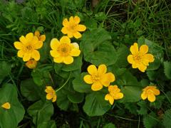 Blatouch bahenní (Caltha palustris L.), vícečetné květy (6)