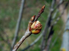 Hálky vlnovníka osikového (Aceria dispar), topol osika