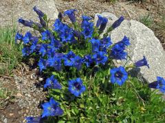 Hořec bezlodyžný (Gentiana acaulis L.)