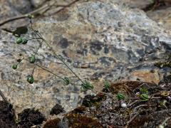 Kolenec Morisonův (Spergula morisonii Boreau)