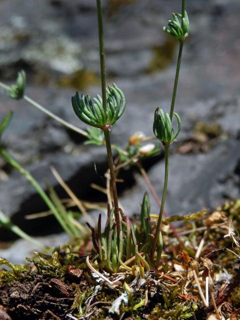 Kolenec Morisonův (Spergula morisonii Boreau)