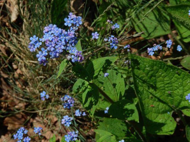 Pomněnkovec velkolistý (Brunnera macrophylla (Adam) Johnst.)