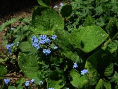 Pomněnkovec velkolistý (Brunnera macrophylla (Adam) Johnst.)